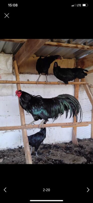 Продается семья 1+2 Куры породы Суматра. Порода этих кур происходит с Бишкек - сүрөт 6