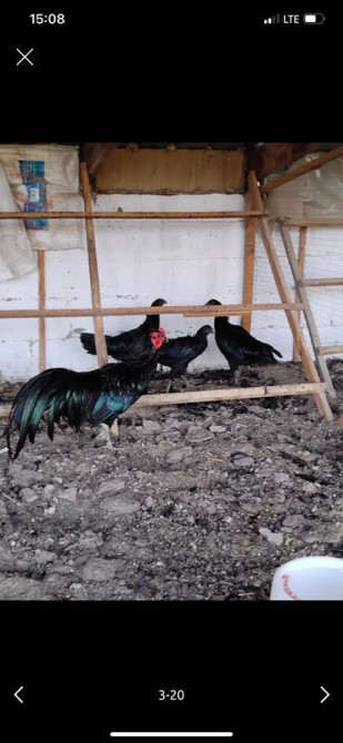 Продается семья 1+2 Куры породы Суматра. Порода этих кур происходит с Бишкек - сүрөт 2