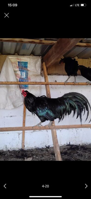 Продается семья 1+2 Куры породы Суматра. Порода этих кур происходит с Бишкек - сүрөт 1