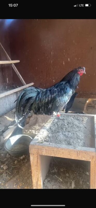 Продается семья 1+2 Куры породы Суматра. Порода этих кур происходит с Бишкек - сүрөт 4