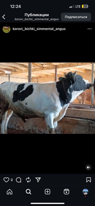 Малчы керек Узун Булак Ысык-ата рну 
Уй булоолу 
Кой, жылкы караганга Бишкек - изображение 1