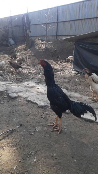 В продаже даканы: куры, петухи и цыплята от хороших кровей. Цыплята Бишкек - изображение 3