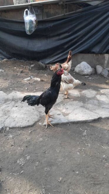 В продаже даканы: куры, петухи и цыплята от хороших кровей. Цыплята Бишкек - изображение 1