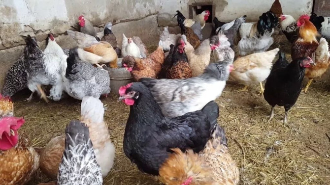 Продаю | Куры, Петух, Цыплята | Домашняя | На забой, Для разведения, Несушки Бишкек - изображение 1