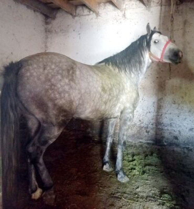 Продаю | Конь (самец) | Кара Жорго | Конный спорт Бишкек - изображение 2