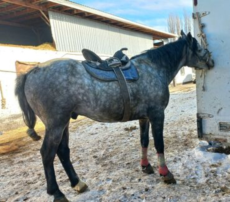 Продаю | Конь (самец) | Кара Жорго | Конный спорт Бишкек - изображение 3