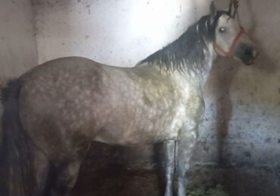 Продаю | Конь (самец) | Кара Жорго | Конный спорт Бишкек - изображение 1