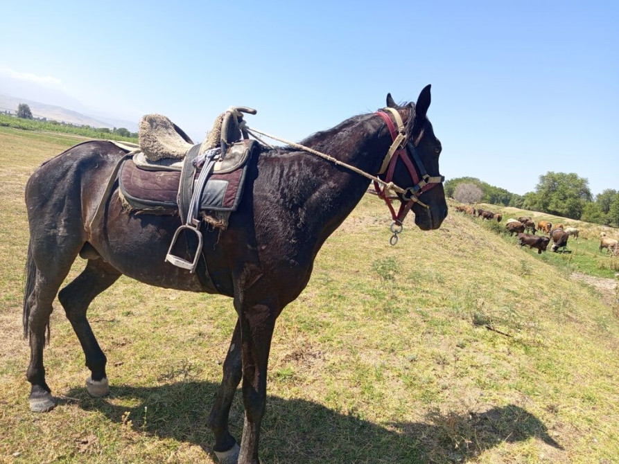 Продаю | Конь (самец) | Конный спорт Бишкек - изображение 1