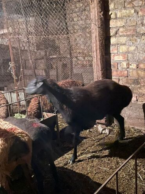 Продаю | Овца (самка), Ягненок, Баран (самец) | Гиссарская, Арашан | На забой, Для разведения | Племенные, Котные, Кастрированные Бишкек - изображение 6