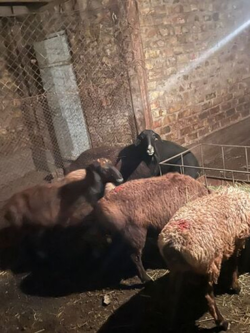 Продаю | Овца (самка), Ягненок, Баран (самец) | Гиссарская, Арашан | На забой, Для разведения | Племенные, Котные, Кастрированные Бишкек - изображение 1