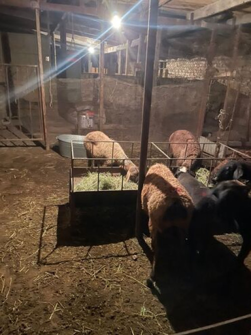 Продаю | Овца (самка), Ягненок, Баран (самец) | Гиссарская, Арашан | На забой, Для разведения | Племенные, Котные, Кастрированные Бишкек - изображение 5
