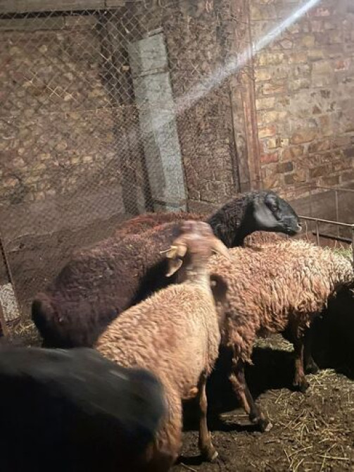 Продаю | Овца (самка), Ягненок, Баран (самец) | Гиссарская, Арашан | На забой, Для разведения | Племенные, Котные, Кастрированные Бишкек - изображение 3