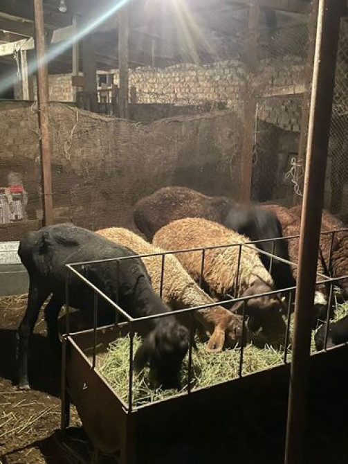 Продаю | Овца (самка), Ягненок, Баран (самец) | Гиссарская, Арашан | На забой, Для разведения | Племенные, Котные, Кастрированные Бишкек - изображение 4