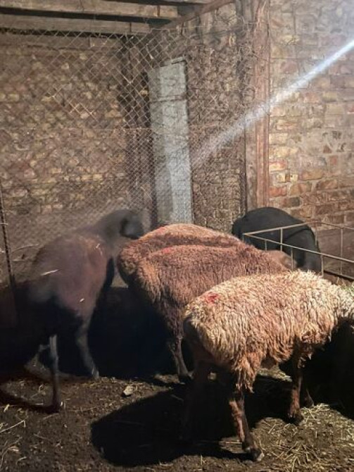 Продаю | Овца (самка), Ягненок, Баран (самец) | Гиссарская, Арашан | На забой, Для разведения | Племенные, Котные, Кастрированные Бишкек - изображение 2