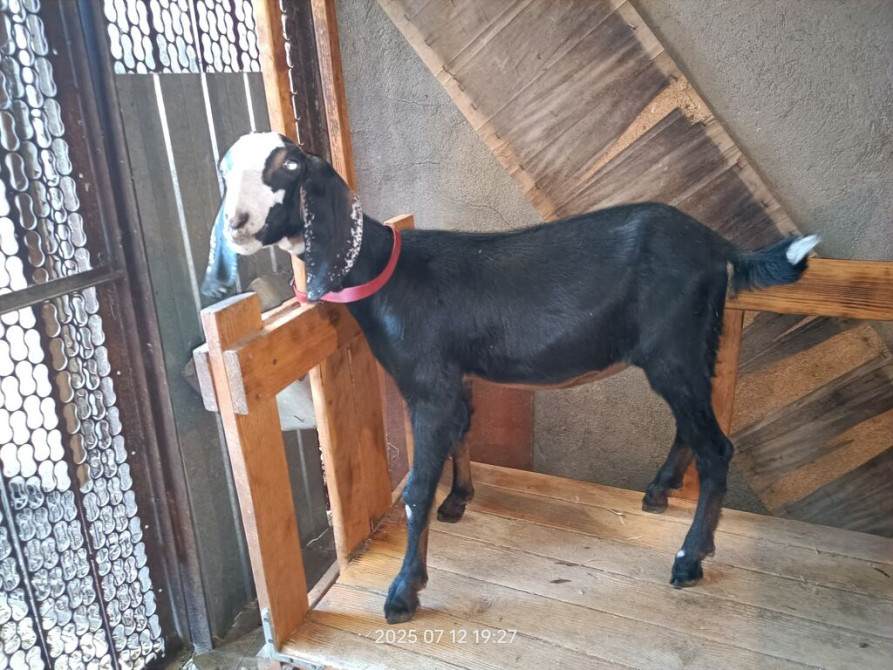 Продаю | Коза (самка), Козлёнок | Полукровка, Нубийская, Битал | Для разведения, Для молока | Племенные Бишкек - изображение 1