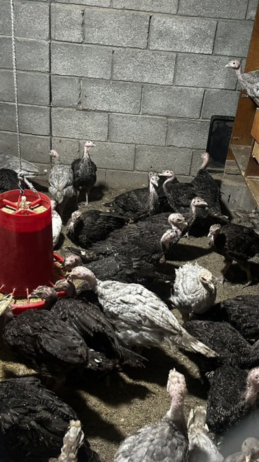 Продаю | Индюшата | Полукровка | На забой Бишкек - изображение 1