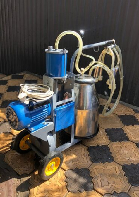 Продаю | Корова (самка) | Для молока Бишкек - изображение 1