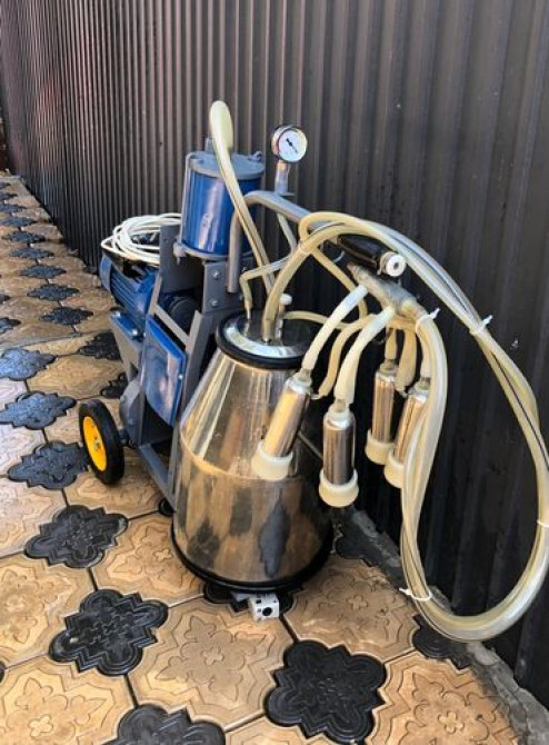 Продаю | Корова (самка) | Для молока Бишкек - изображение 2