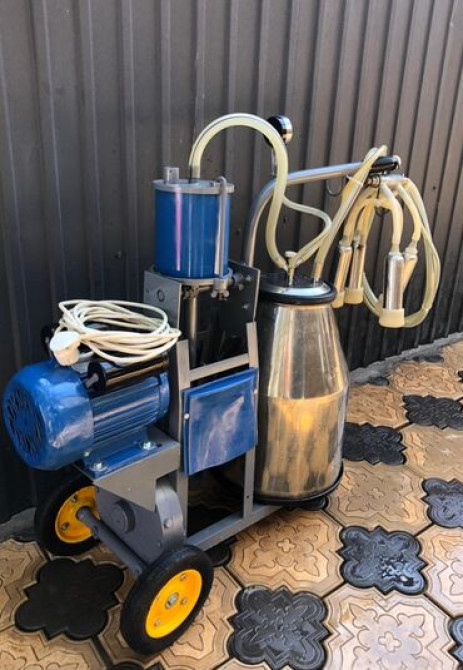 Продаю | Корова (самка) | Для молока Бишкек - изображение 3