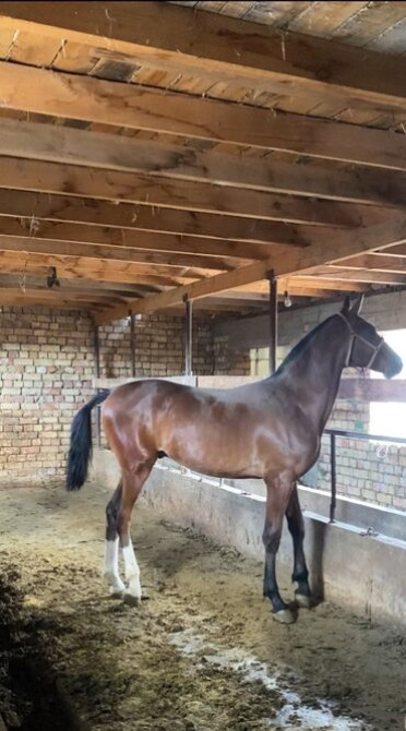 Продаю | Конь (самец) Бишкек - изображение 2