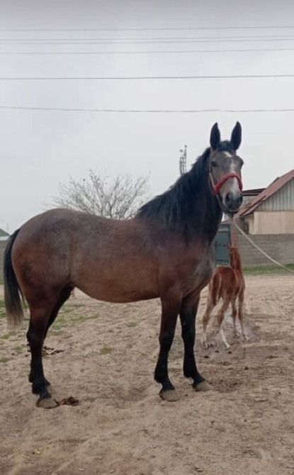 Продаю | Конь (самец) Бишкек - изображение 4