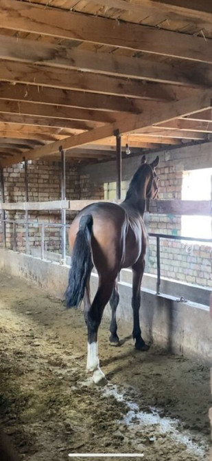 Продаю | Конь (самец) Бишкек - изображение 3
