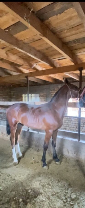 Продаю | Конь (самец) Бишкек - изображение 1