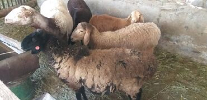 Продаю | Овца (самка), Ягненок | На забой | Матка Бишкек - изображение 1