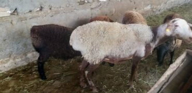Продаю | Овца (самка), Ягненок | На забой | Матка Бишкек - изображение 3