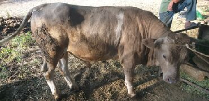 Продаю | Бык (самец) | Полукровка, Шароле | На откорм, На забой, Для разведения | Племенные, Осеменитель, Привязанные Бишкек - изображение 3
