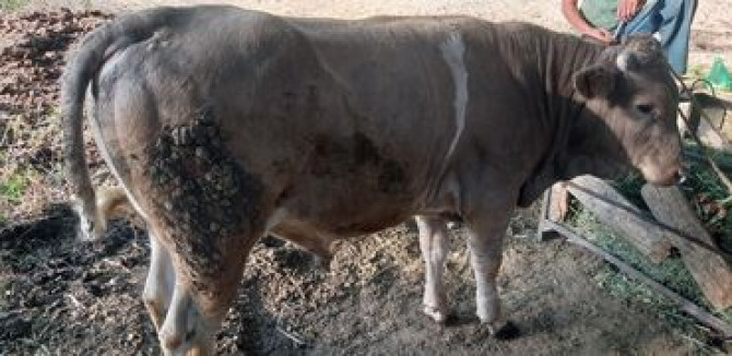 Продаю | Бык (самец) | Полукровка, Шароле | На откорм, На забой, Для разведения | Племенные, Осеменитель, Привязанные Бишкек - изображение 4