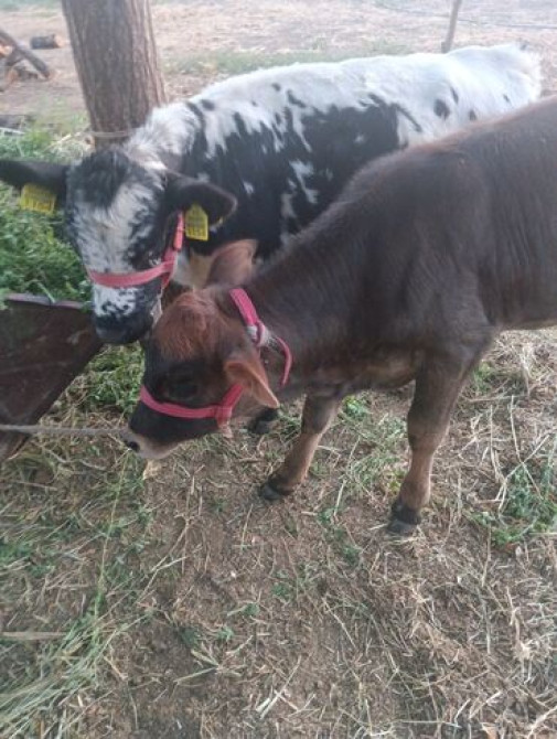 Продаю | Музоо, торпок | Полукровка Бишкек - изображение 1