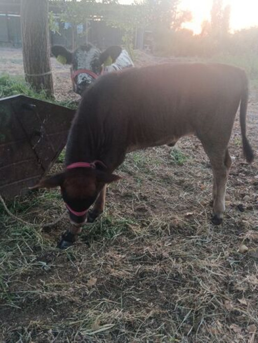 Продаю | Музоо, торпок | Полукровка Бишкек - изображение 3