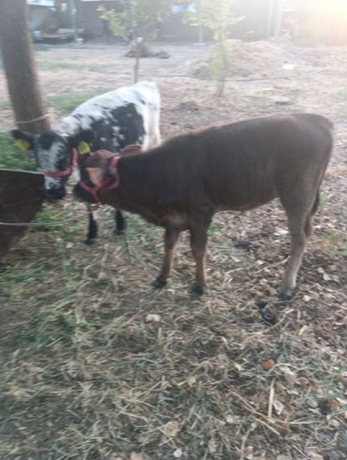 Продаю | Музоо, торпок | Полукровка Бишкек - изображение 2