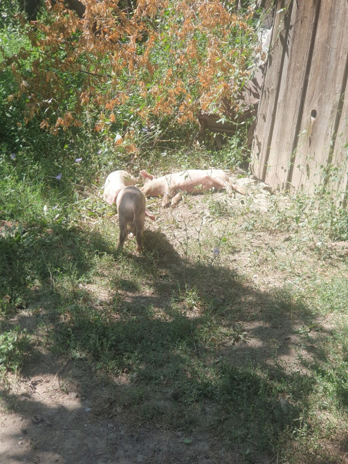 Продаю | Поросенок Бишкек - изображение 1