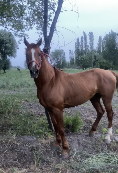Лошадь коричневой масти с красным недоуздком. Характерной особенностью Бишкек - изображение 1