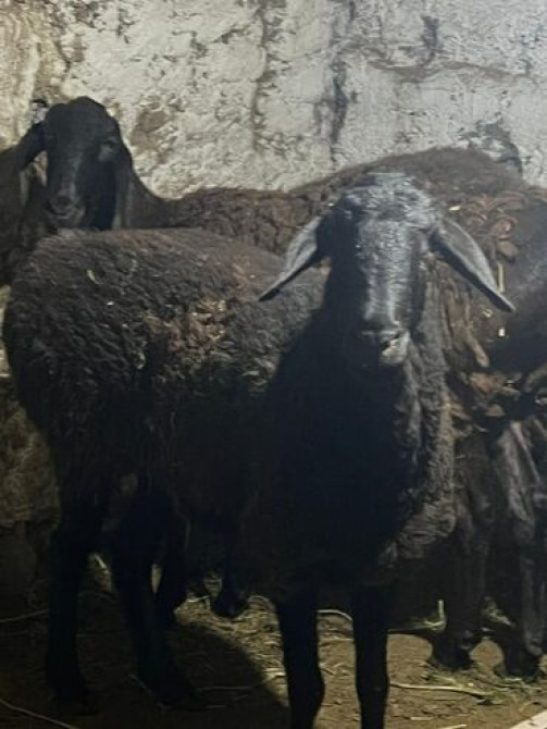 Продаю | Баран (самец) | Гиссарская Бишкек - изображение 3