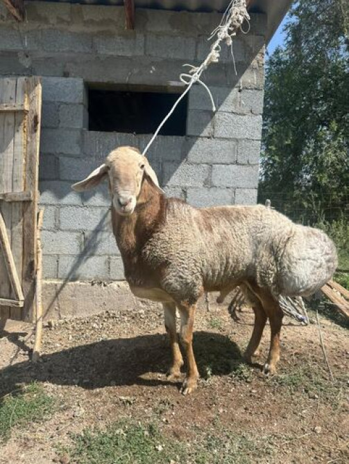 Продаю | Баран (самец) | Гиссарская Бишкек - изображение 1