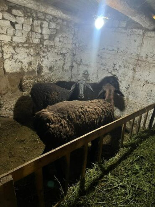 Продаю | Баран (самец) | Гиссарская Бишкек - изображение 2