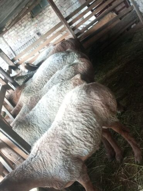 Продаю | Овца (самка), Баран (самец) | Гиссарская, Арашан | Для разведения | Племенные, Котные, Матка Бишкек - изображение 5