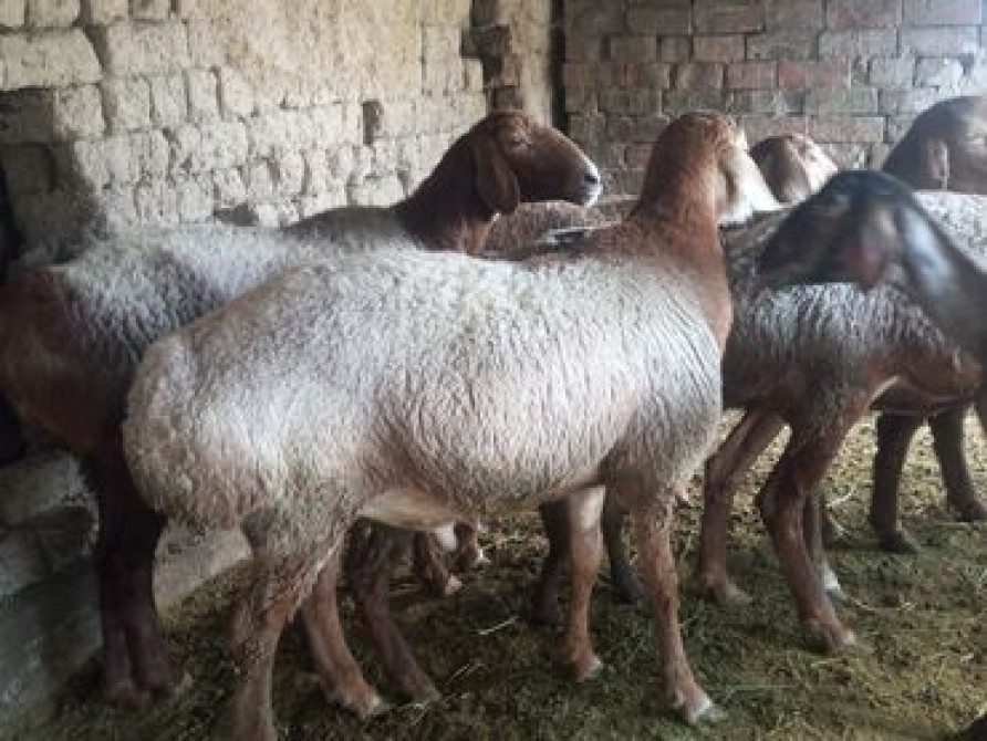 Продаю | Овца (самка), Баран (самец) | Гиссарская, Арашан | Для разведения | Племенные, Котные, Матка Бишкек - изображение 3