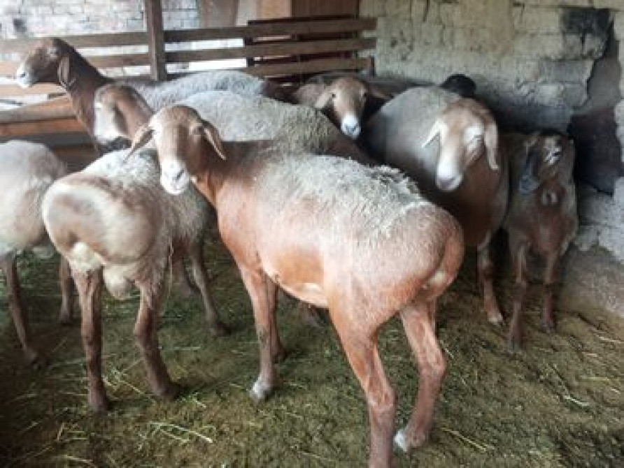 Продаю | Овца (самка), Баран (самец) | Гиссарская, Арашан | Для разведения | Племенные, Котные, Матка Бишкек - изображение 1