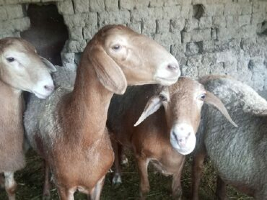 Продаю | Овца (самка), Баран (самец) | Гиссарская, Арашан | Для разведения | Племенные, Котные, Матка Бишкек - изображение 2