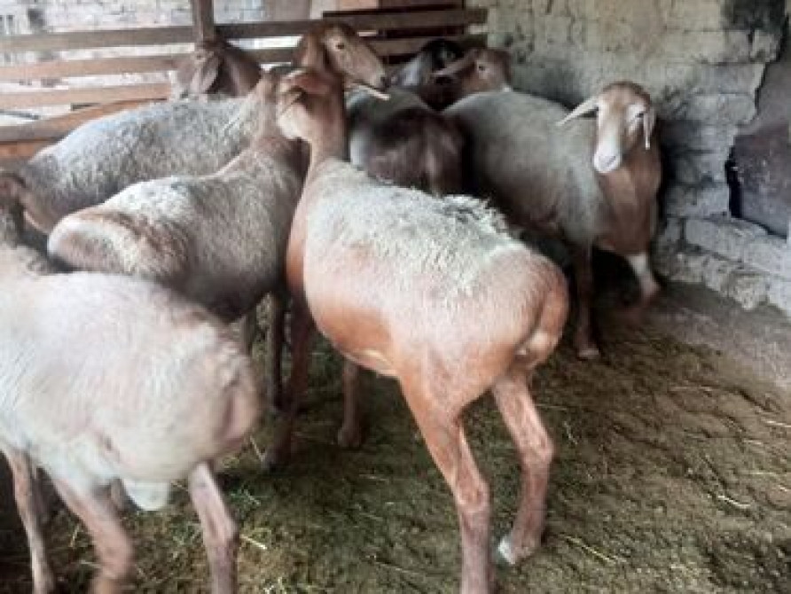 Продаю | Овца (самка), Баран (самец) | Гиссарская, Арашан | Для разведения | Племенные, Котные, Матка Бишкек - изображение 4