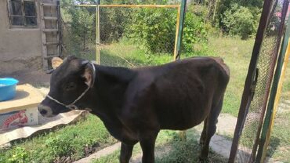 Продаю | Музоо, торпок Бишкек - изображение 1