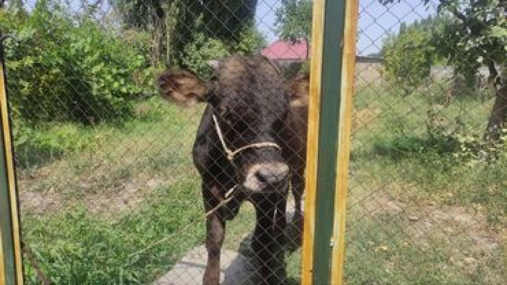 Продаю | Музоо, торпок Бишкек - изображение 4