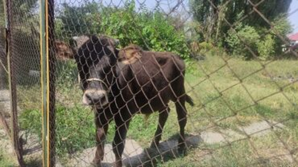 Продаю | Музоо, торпок Бишкек - изображение 2