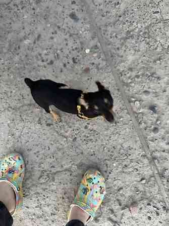 Вязка: Той-терьер, Самец, 1 год, С прививкой Бишкек