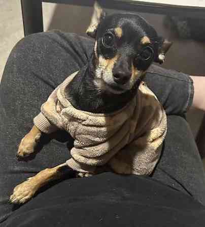 Вязка: Той-терьер, Самец, 1 год, С прививкой Бишкек