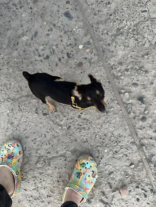 Вязка: Той-терьер, Самец, 1 год, С прививкой Бишкек - изображение 2